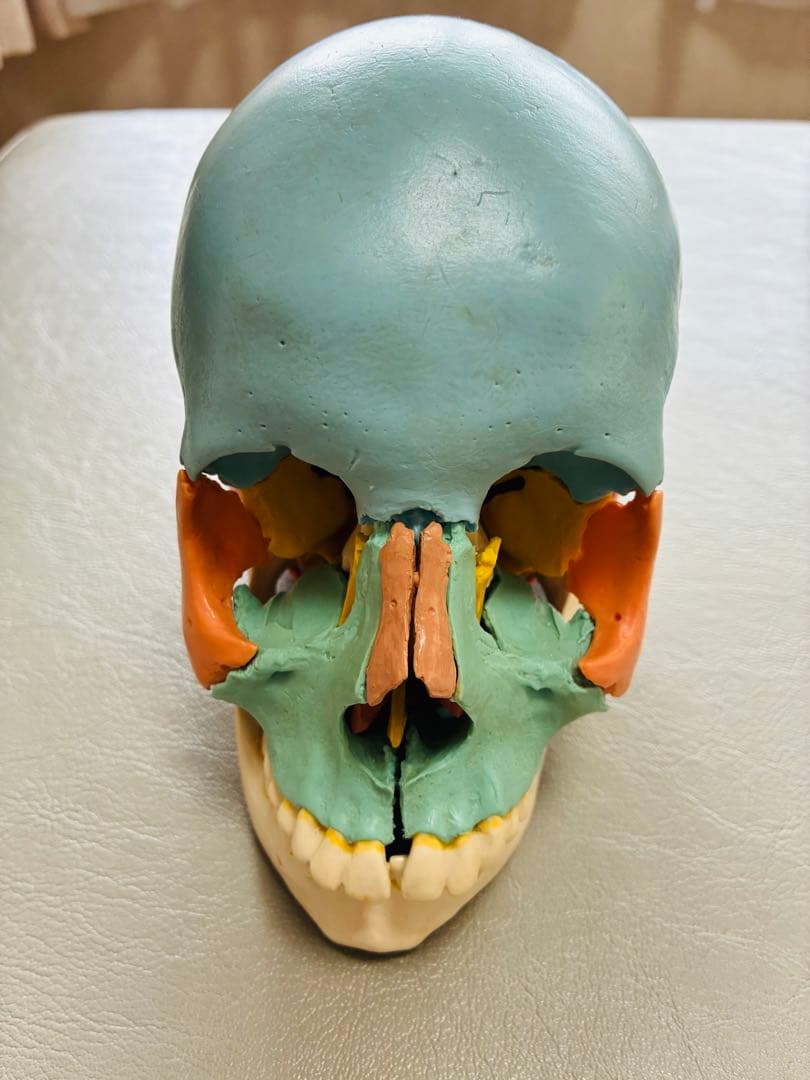 3B 頭蓋骨22分解　模型