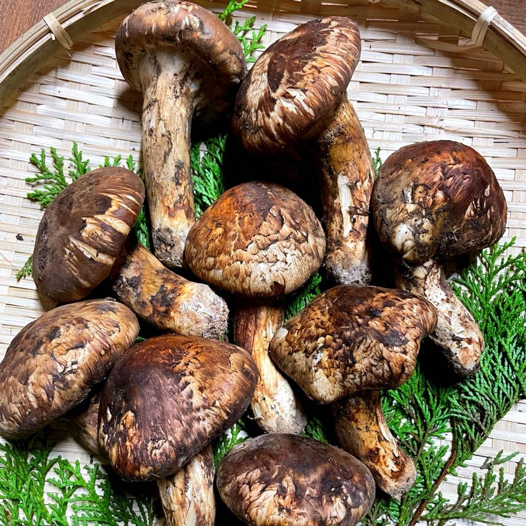 松茸　国産　山梨県　約100gセット