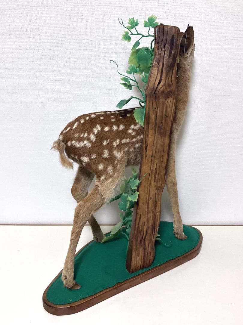 小鹿の剥製：種の保存法に該当しない動物