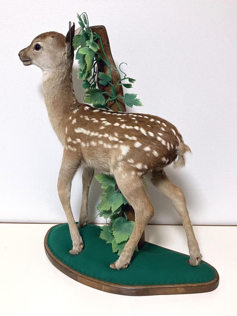 小鹿の剥製：種の保存法に該当しない動物