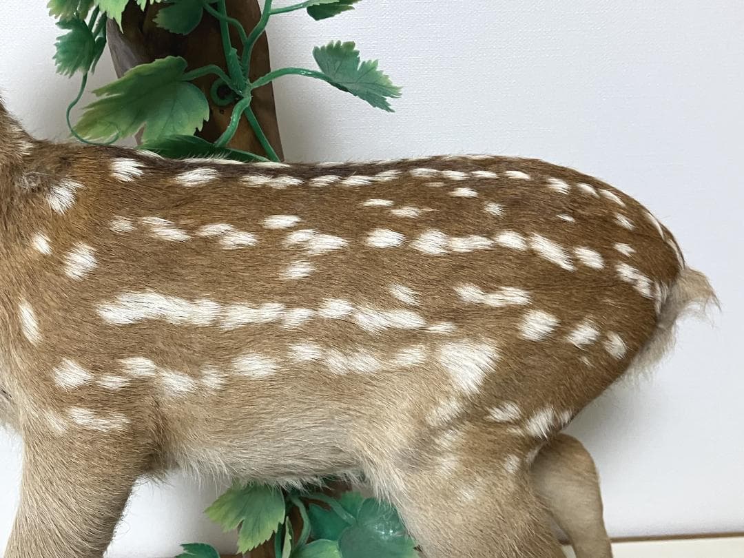 小鹿の剥製：種の保存法に該当しない動物