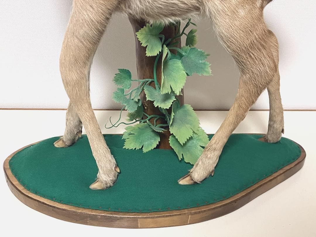 小鹿の剥製：種の保存法に該当しない動物