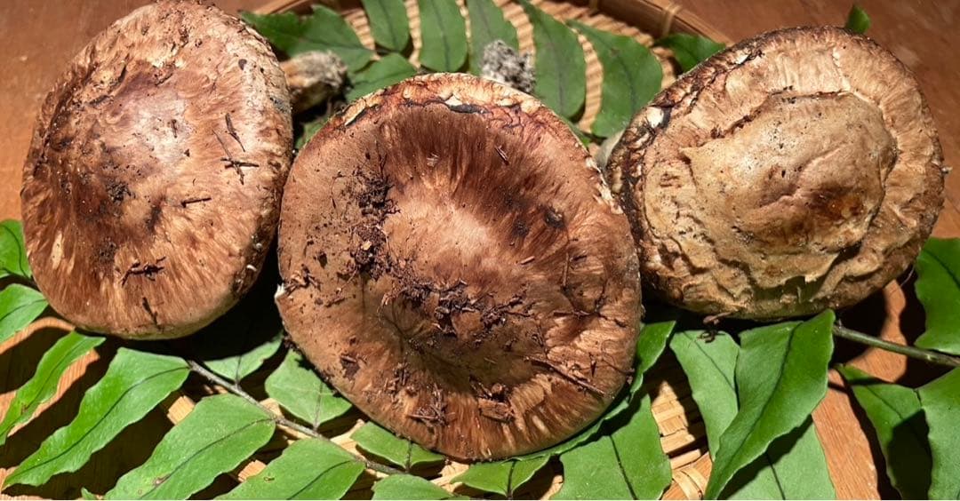 南信州産松茸　10/13夕方採り211g