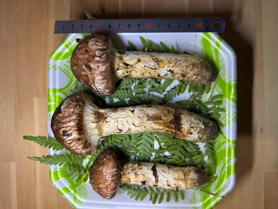 岩手県産　本日採れたて！　松茸　マツタケ　まつたけ　国産