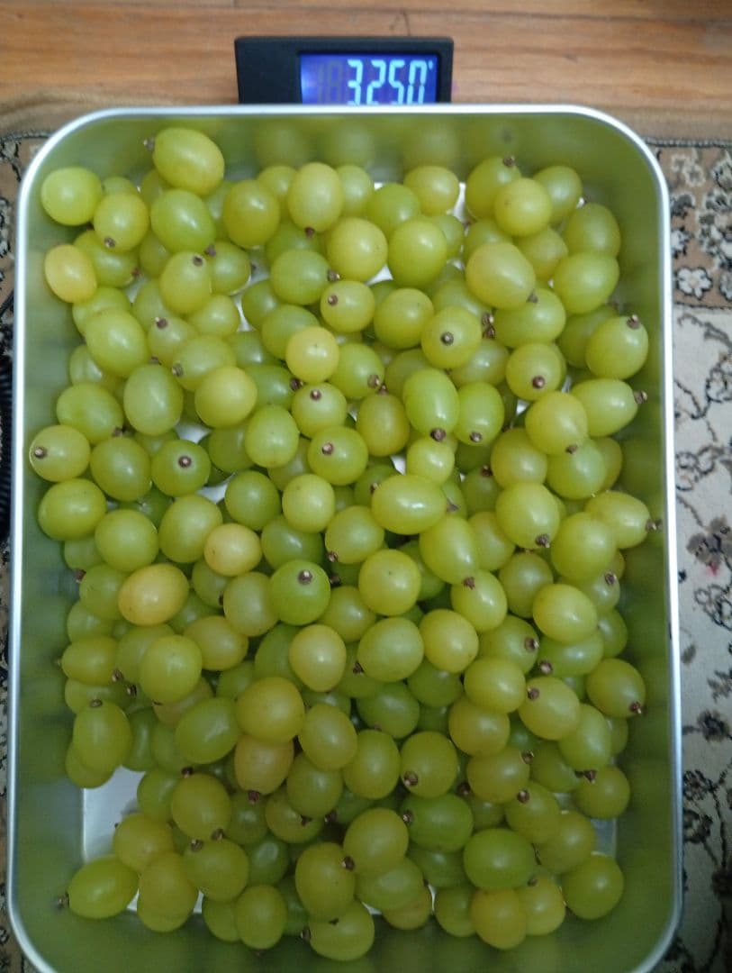 【超お買い得】シャイン・ニーナ・ルージュ☆3.8キロ☆家庭用・訳あり・粒