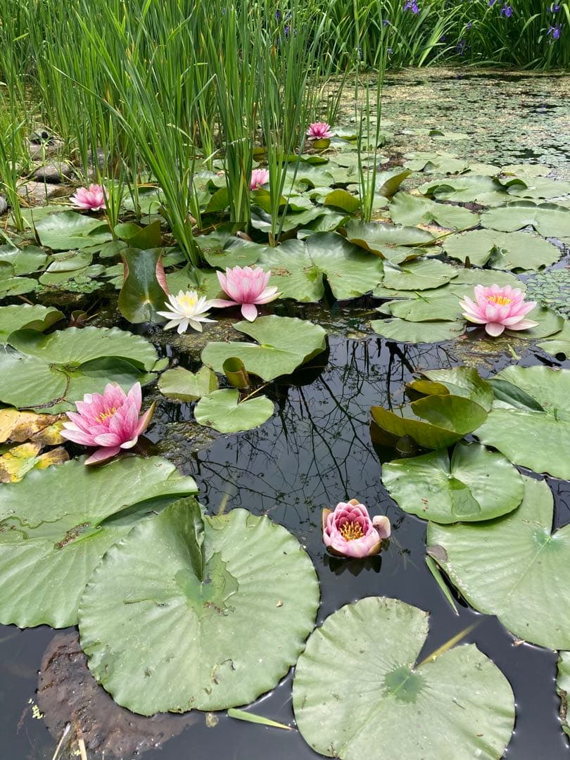 ココ　日本蜜蜂　生ハチミツ　蜂蜜