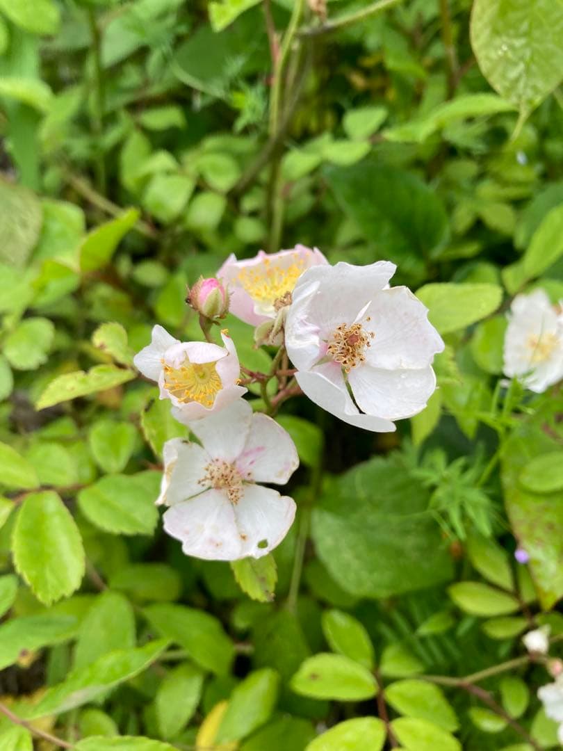 ココ　日本蜜蜂　生ハチミツ　蜂蜜