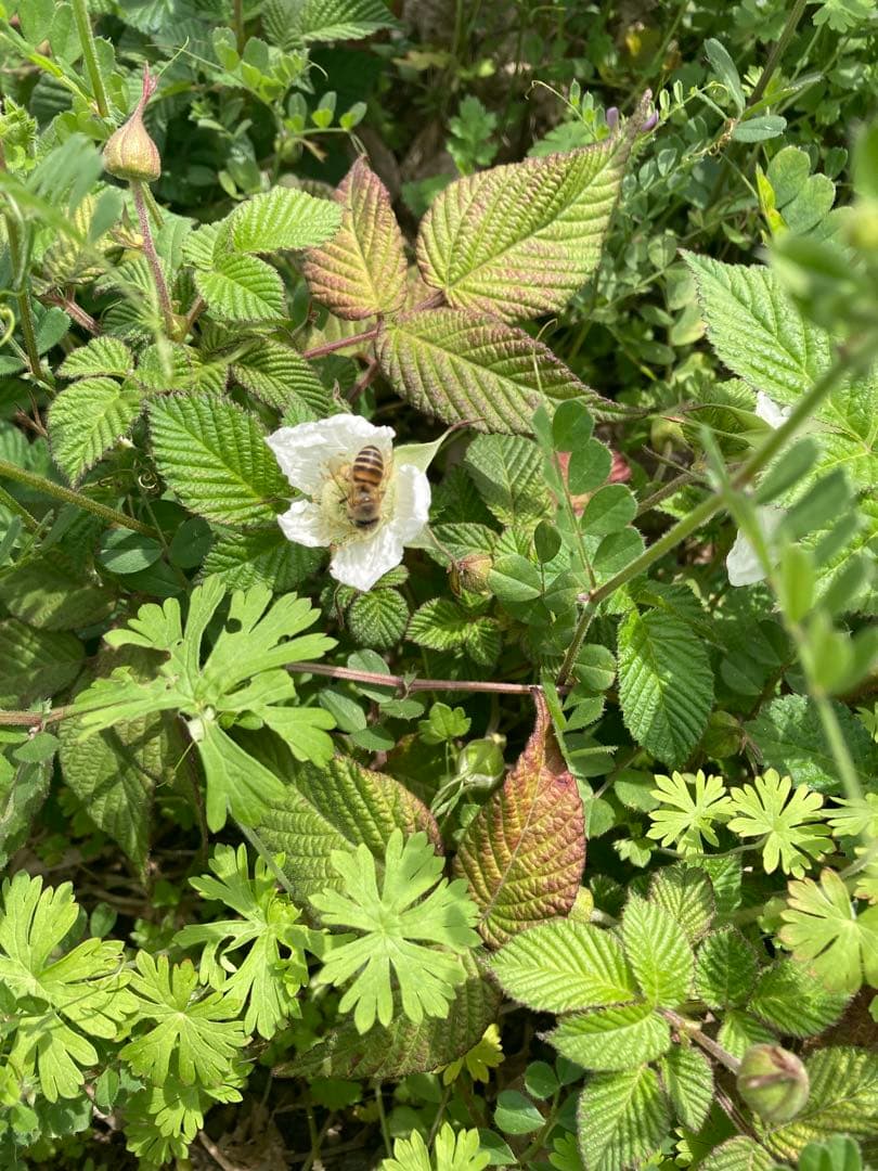 ココ　日本蜜蜂　生ハチミツ　蜂蜜