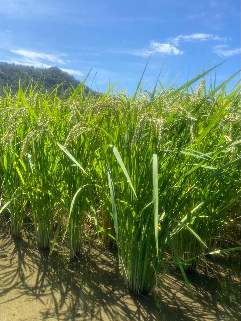 Natural farming 自然栽培玄米 長岡式酵素玄米 自然療法 伊藤悦男