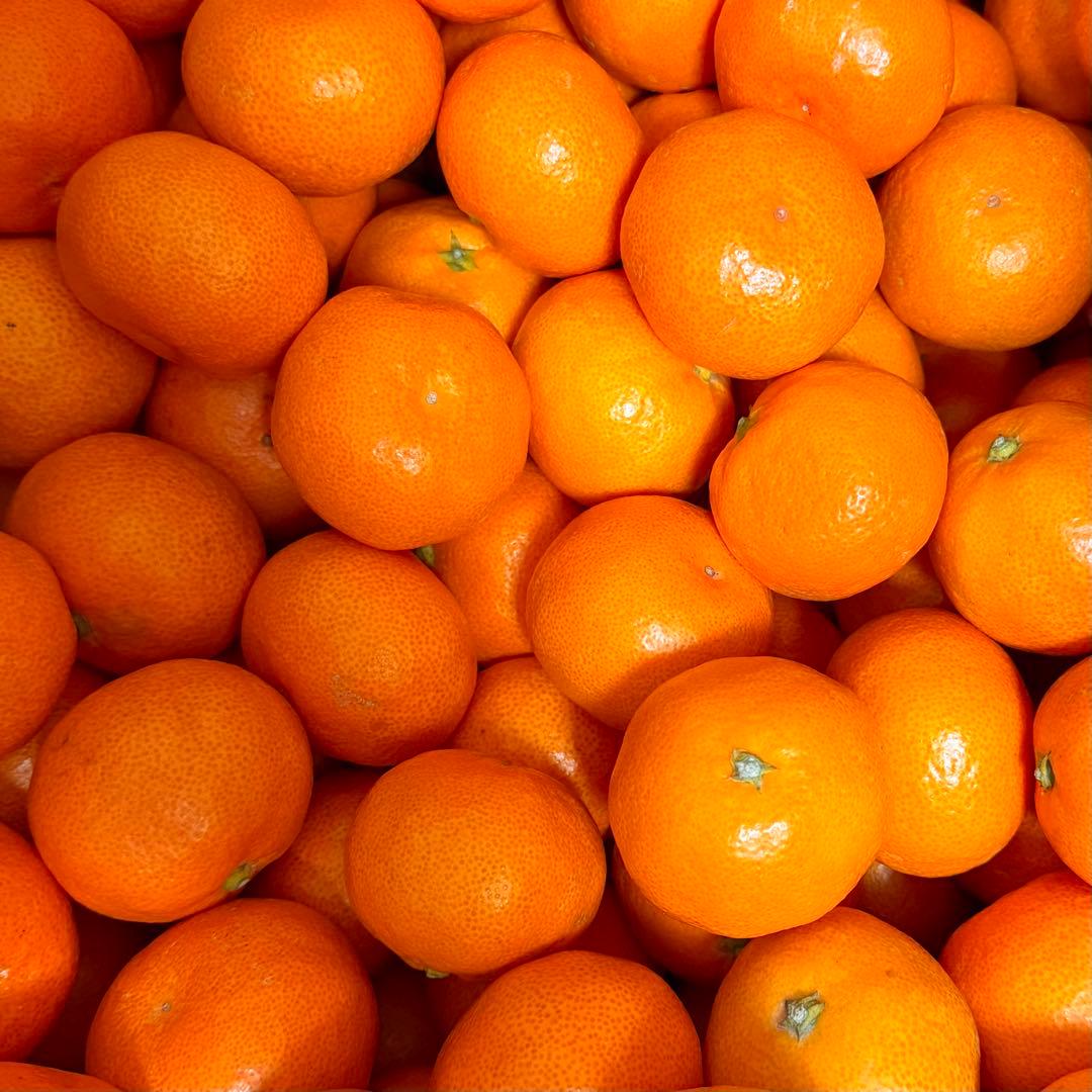 888)数量限定　甘すぎる　有田みかん　果物 　みかん　小玉　旬