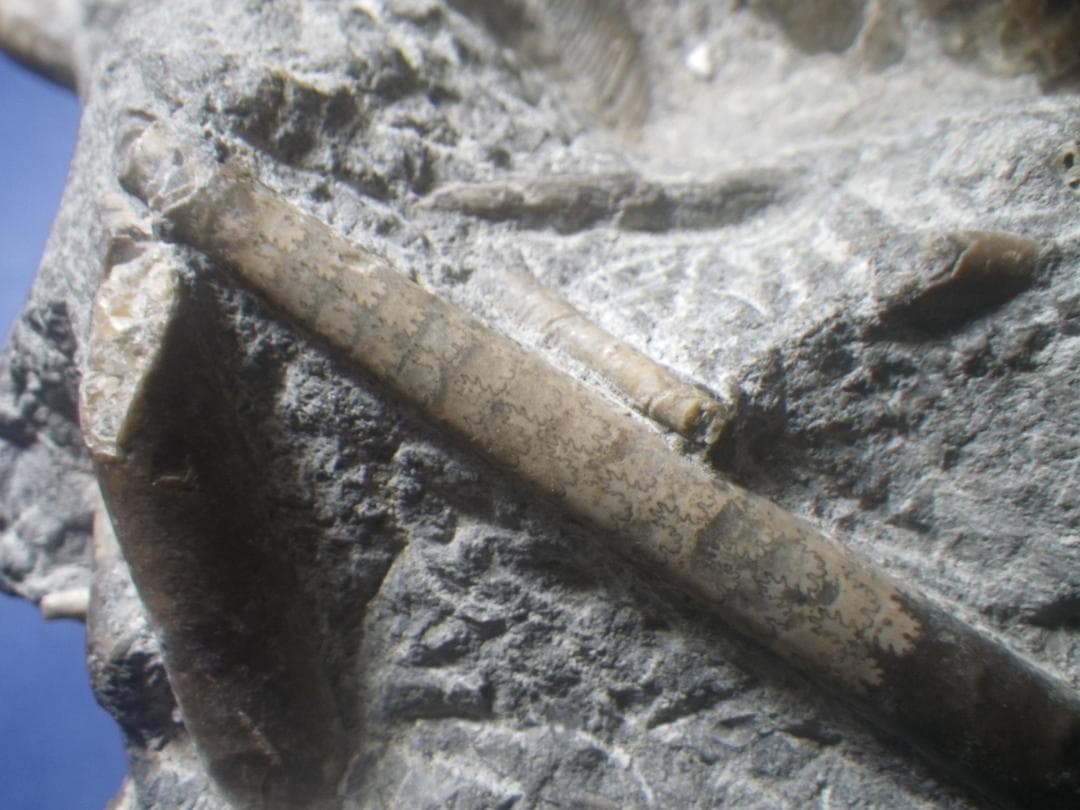 国産化石 北海道小平 ２５１０１２－7