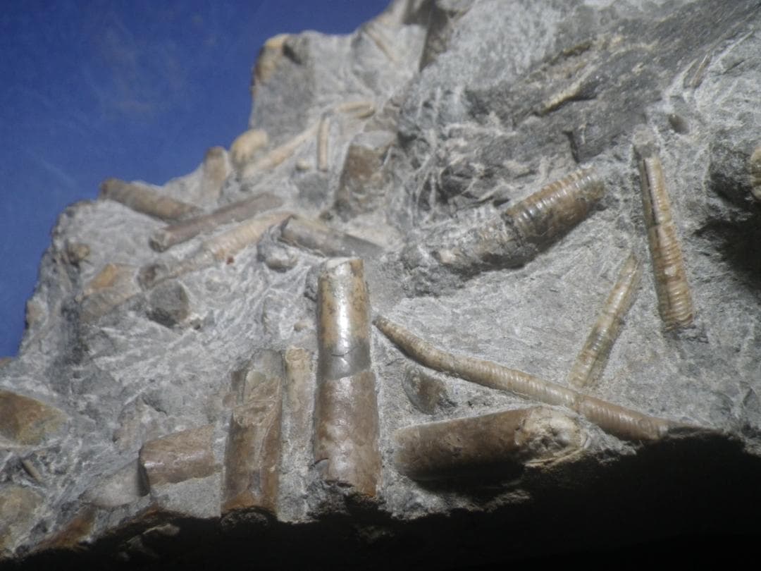 国産化石 北海道小平 ２５１０１２－7