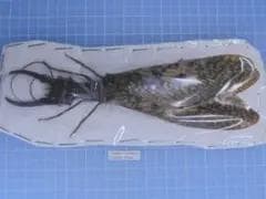 plants様 リクエスト 4点 まとめ商品