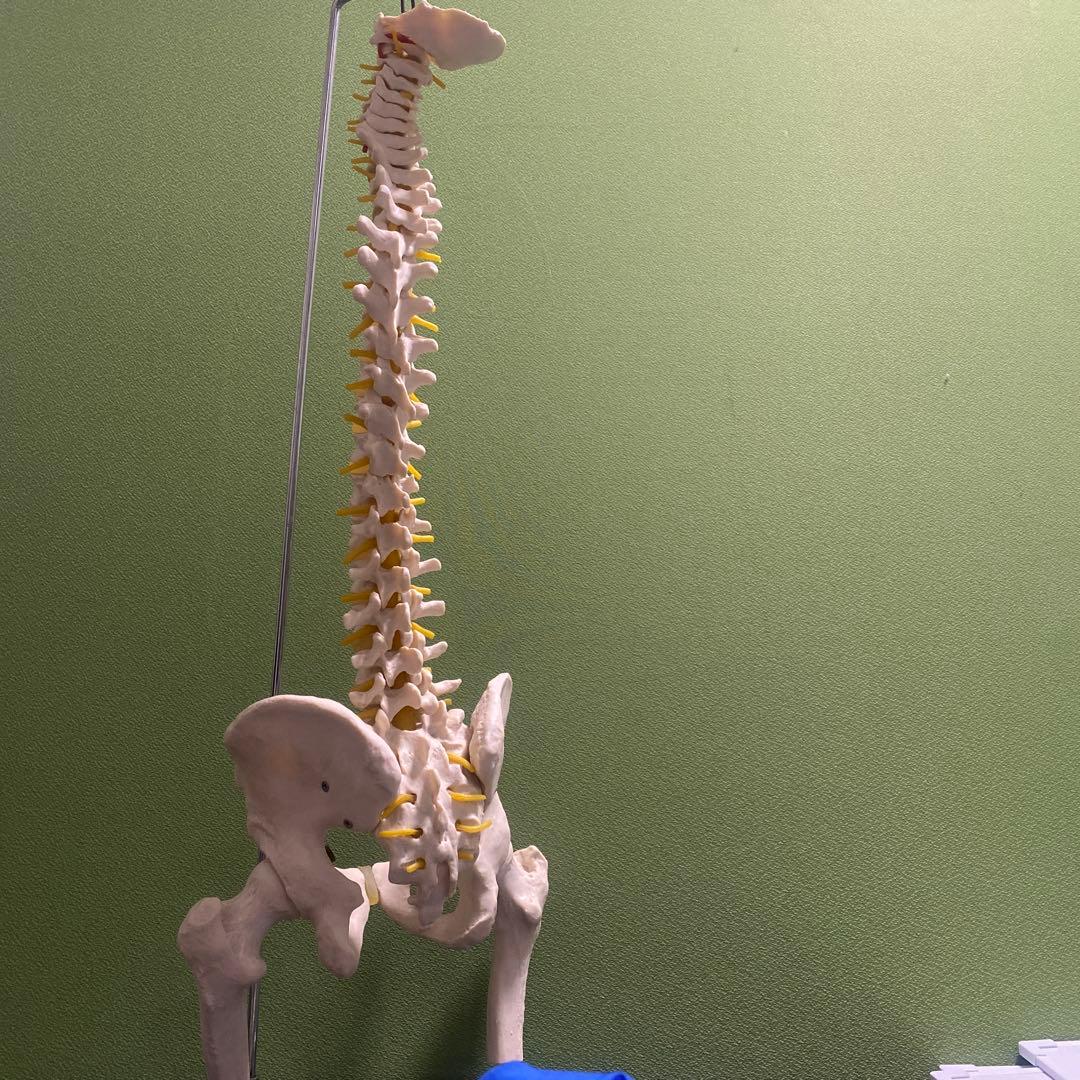 脊椎模型 約80cm 可動式