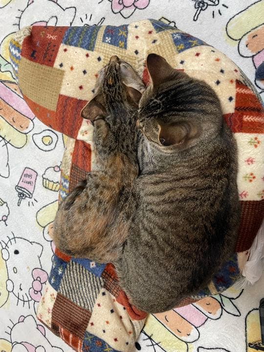 我が家のにゃんこ(*^^*)