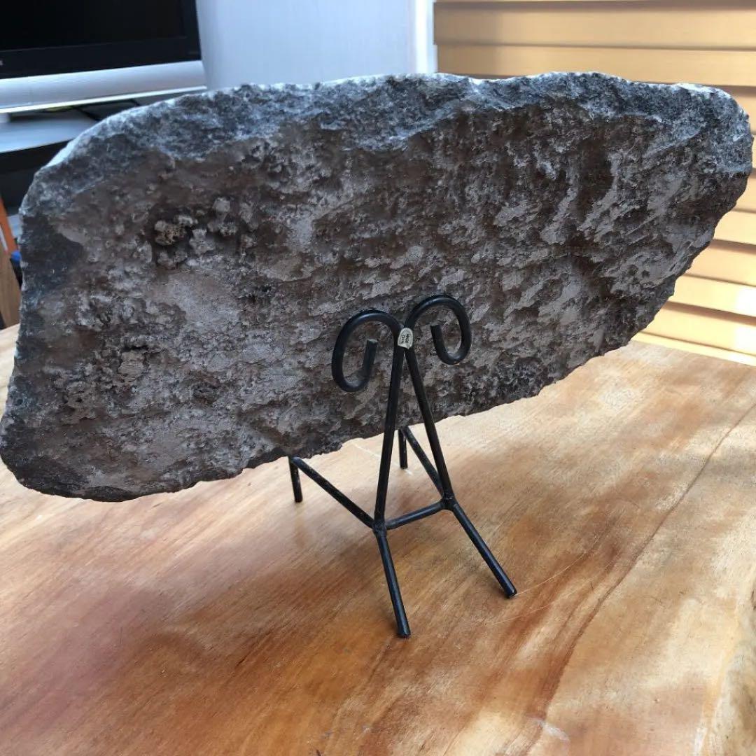 ゴニアタイトアンモナイト