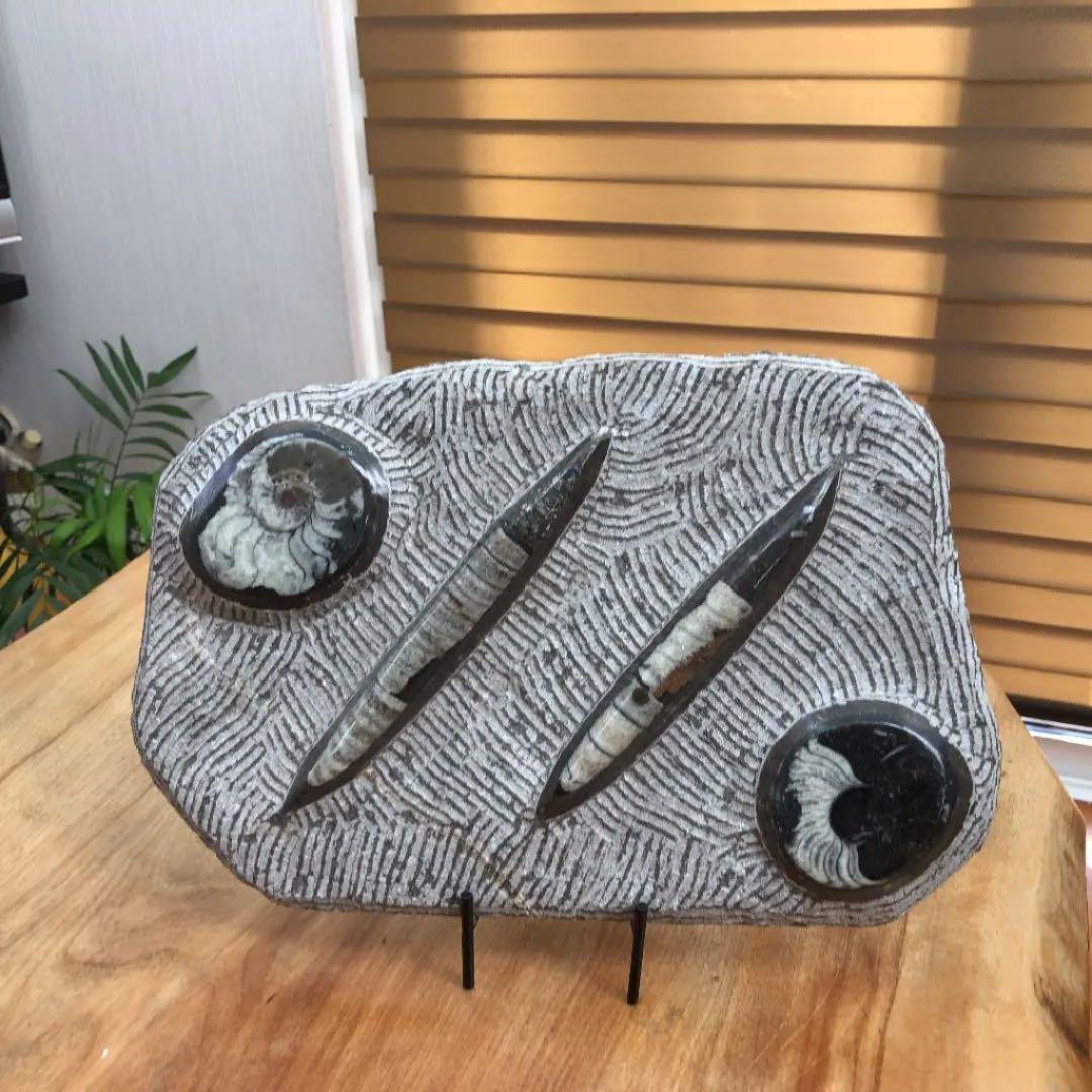 ゴニアタイトアンモナイト