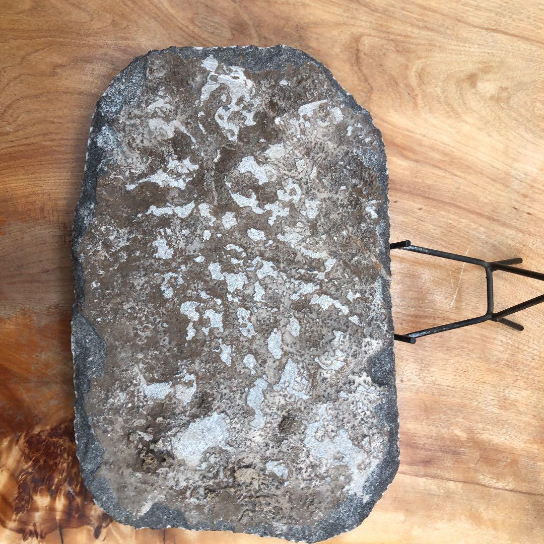 ゴニアタイトアンモナイト