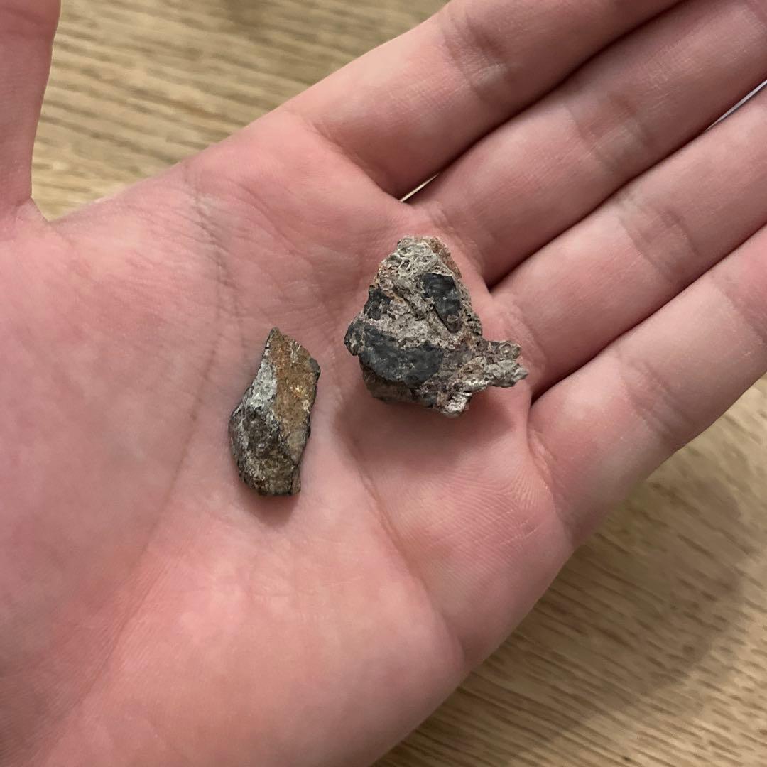 超希少！　ノドサウルスの装甲板とアンキロサウルスの装甲板