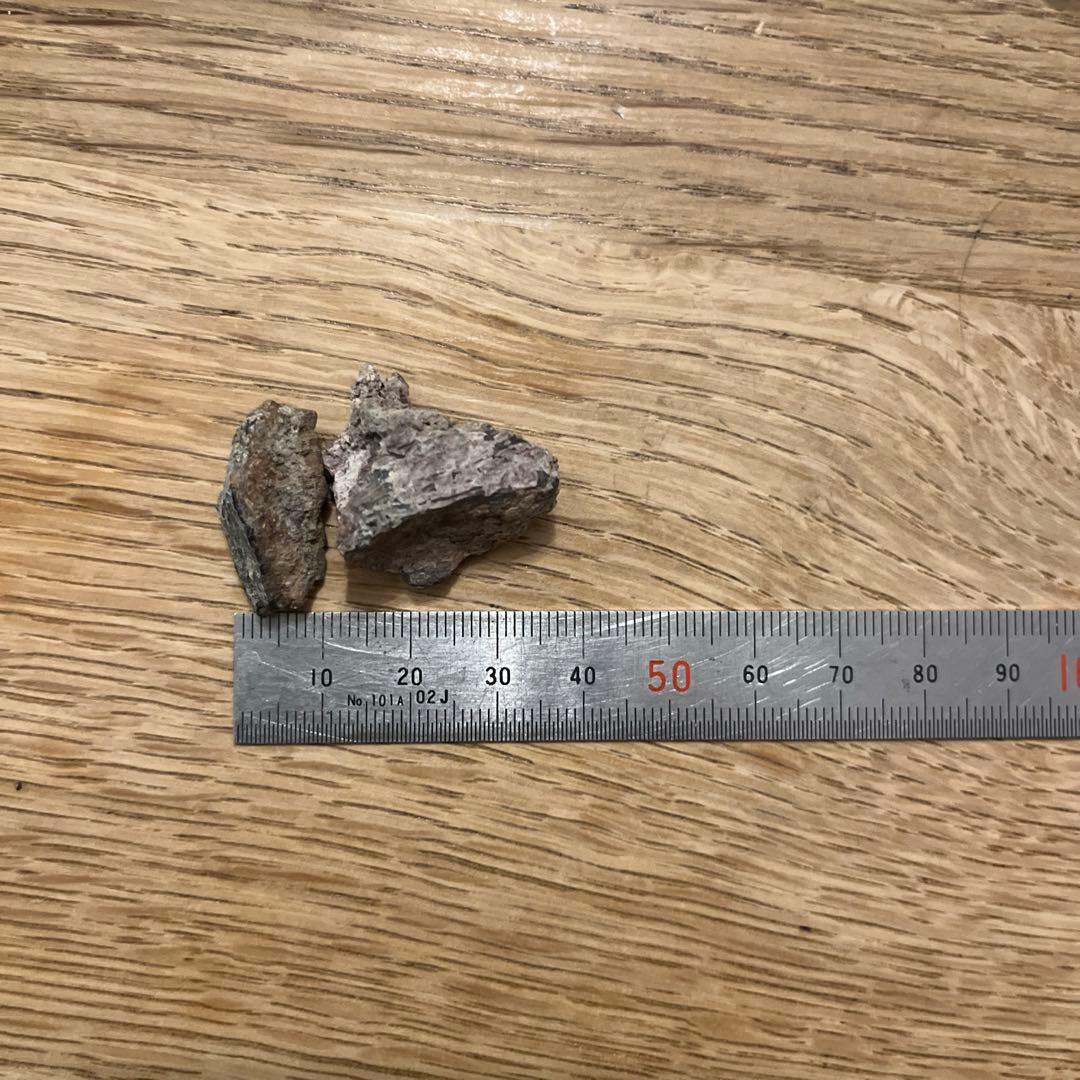 超希少！　ノドサウルスの装甲板とアンキロサウルスの装甲板