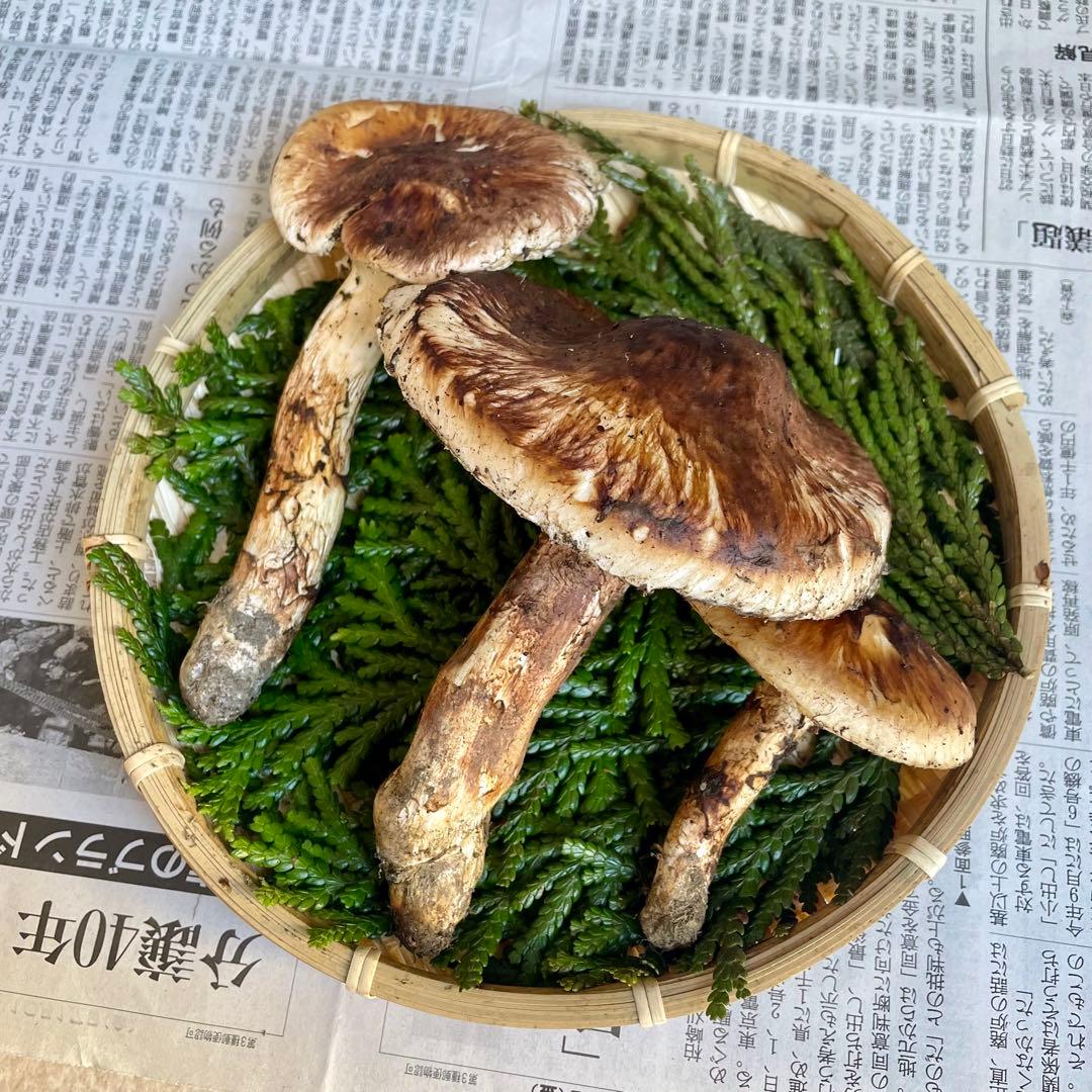 天然きのこ 松茸 国産 良品‼️ マツタケ まつたけ 森の凛さん採取 その160