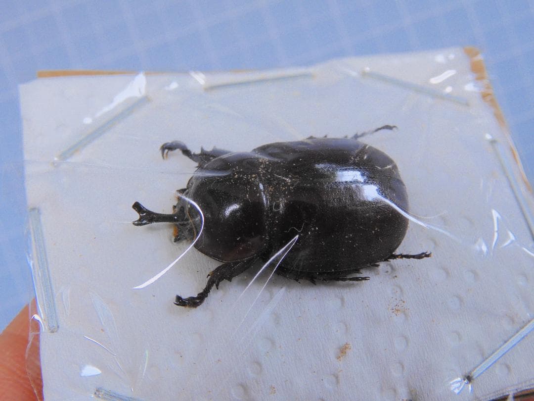 カメルーン産　イネルミスサスマタカブト　25mm