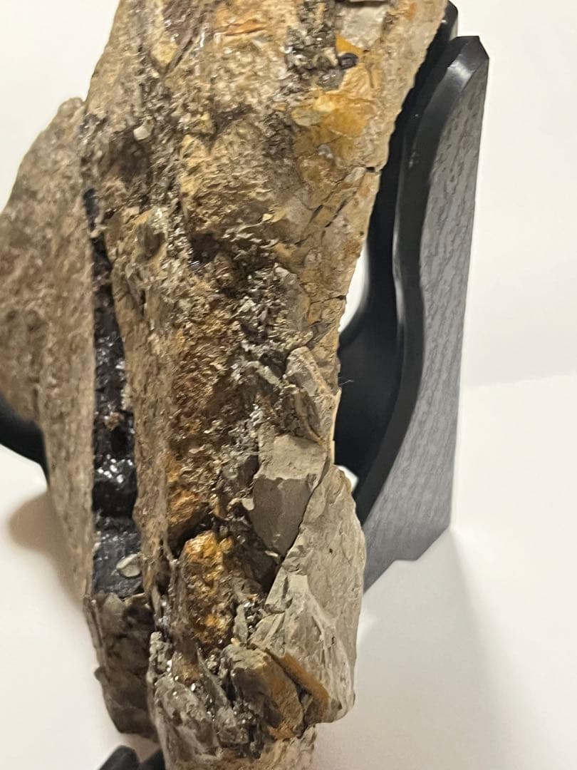 トリケラトプス　フリル　実物化石