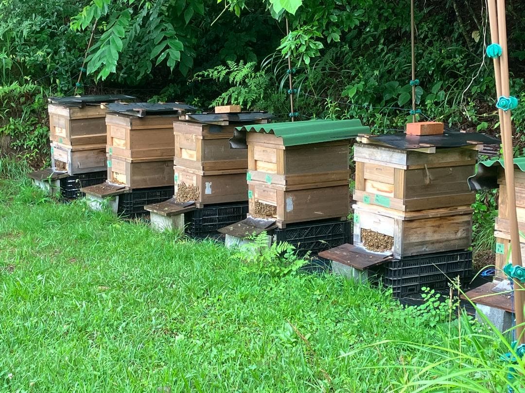 【うずまき】国産蜂蜜 1000g 3種 アカシア 百花 栗蜜