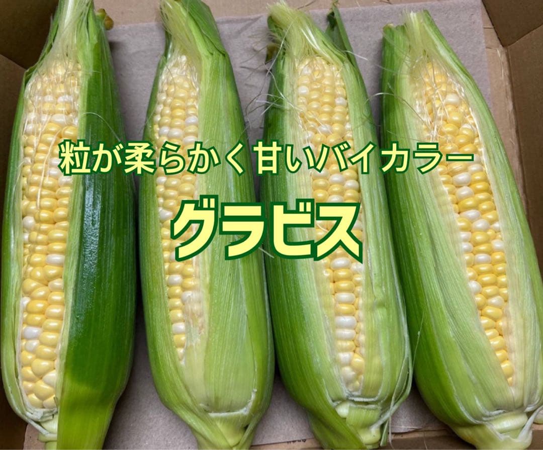 先まで実がぎっしり❣️粒が柔らかく甘いとうもろこし（グラビス）皮つき42本