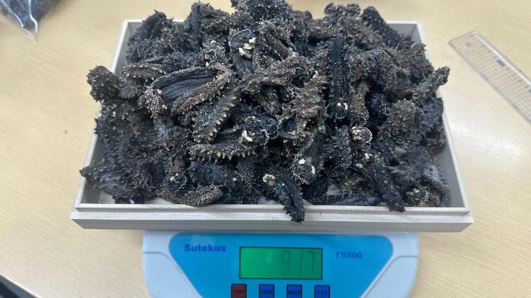 北海道産　乾燥ナマコ　お買い得です！