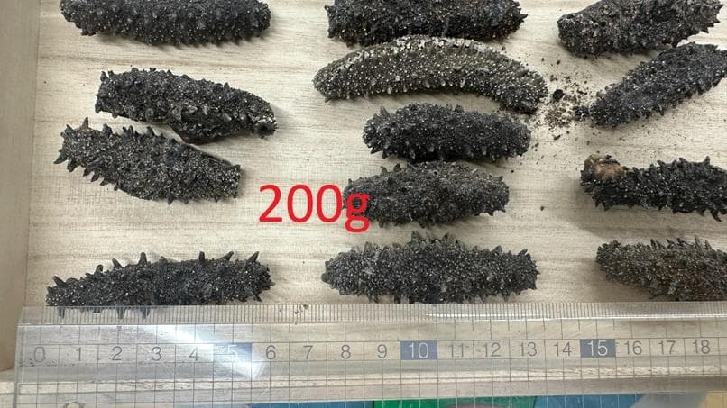 北海道産　乾燥ナマコ　お買い得です！