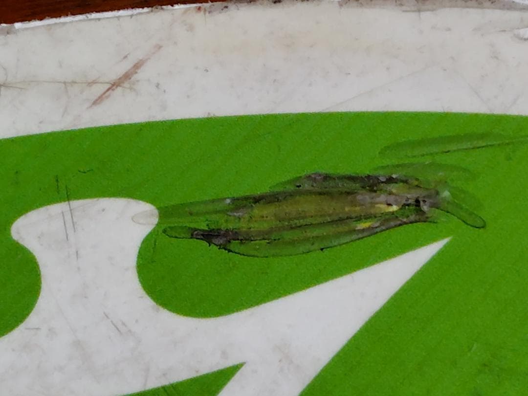 京都市交通局（京都市バス）　100円循環バス マグネットヘッドマーク