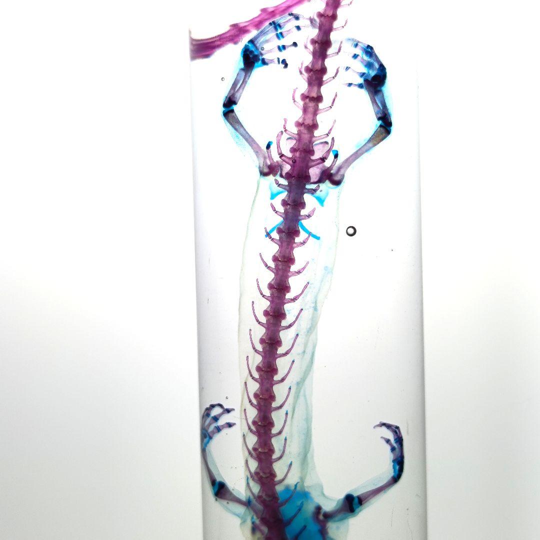 極希少【1点物】 透明骨格標本 ハコネサンショウウオ 成体 約15cm 尻尾断裂