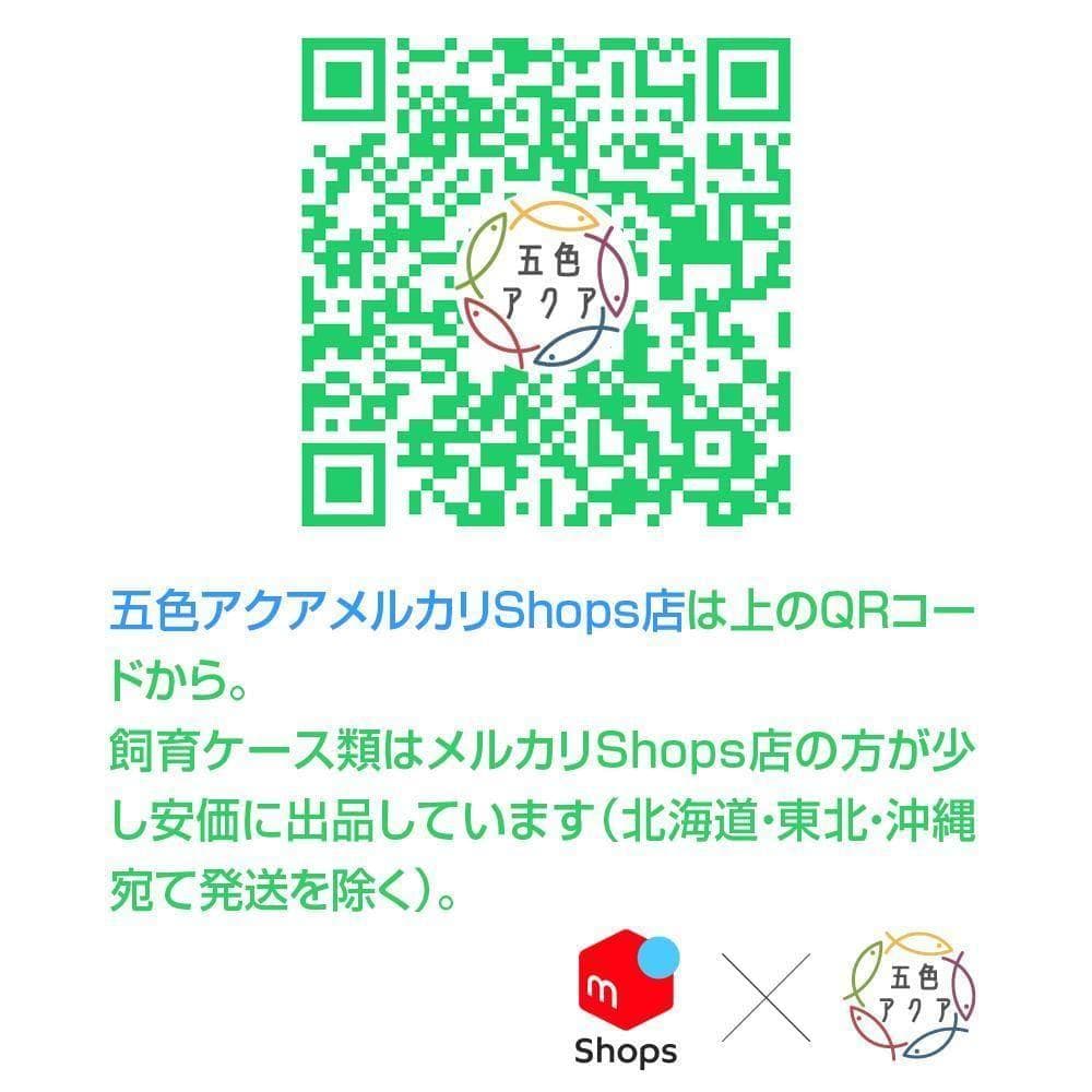 メダカ飼育ケース 56㍑x4個 白黒灰あり オーバーフロー 金魚飼育容器 睡蓮