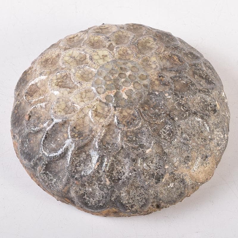 茶道具　大樋焼　菊形　香合　時代箱　N　7468