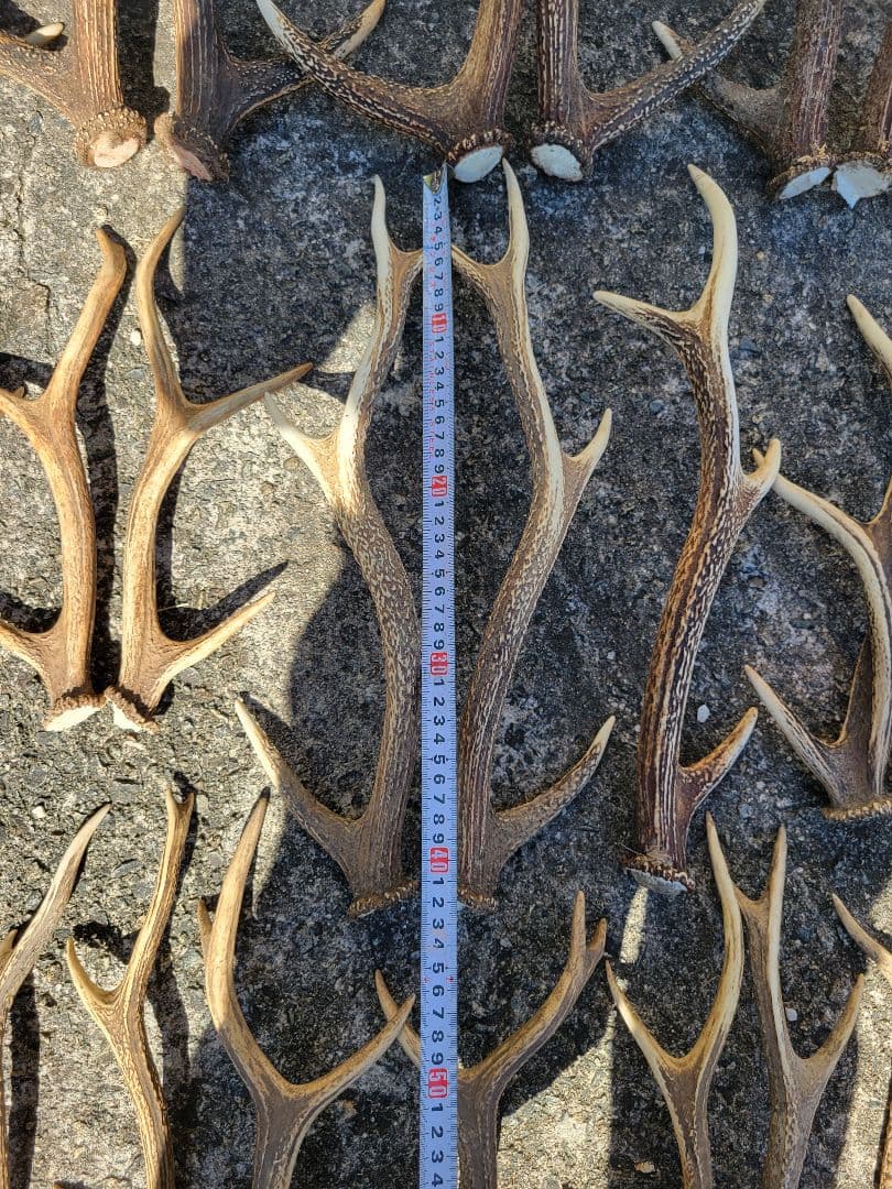 兵庫県★北部産★鹿の 天然角29本★まとめ売り★