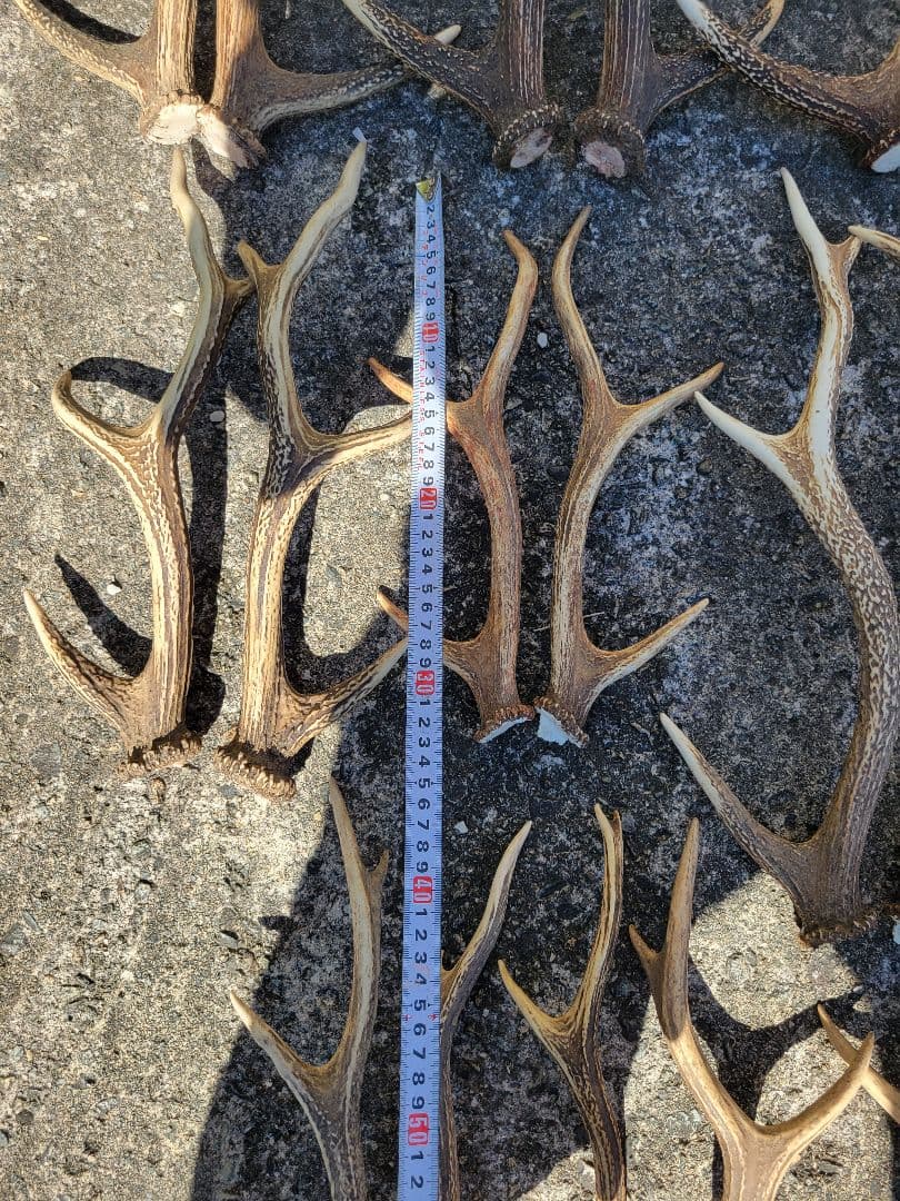 兵庫県★北部産★鹿の 天然角29本★まとめ売り★