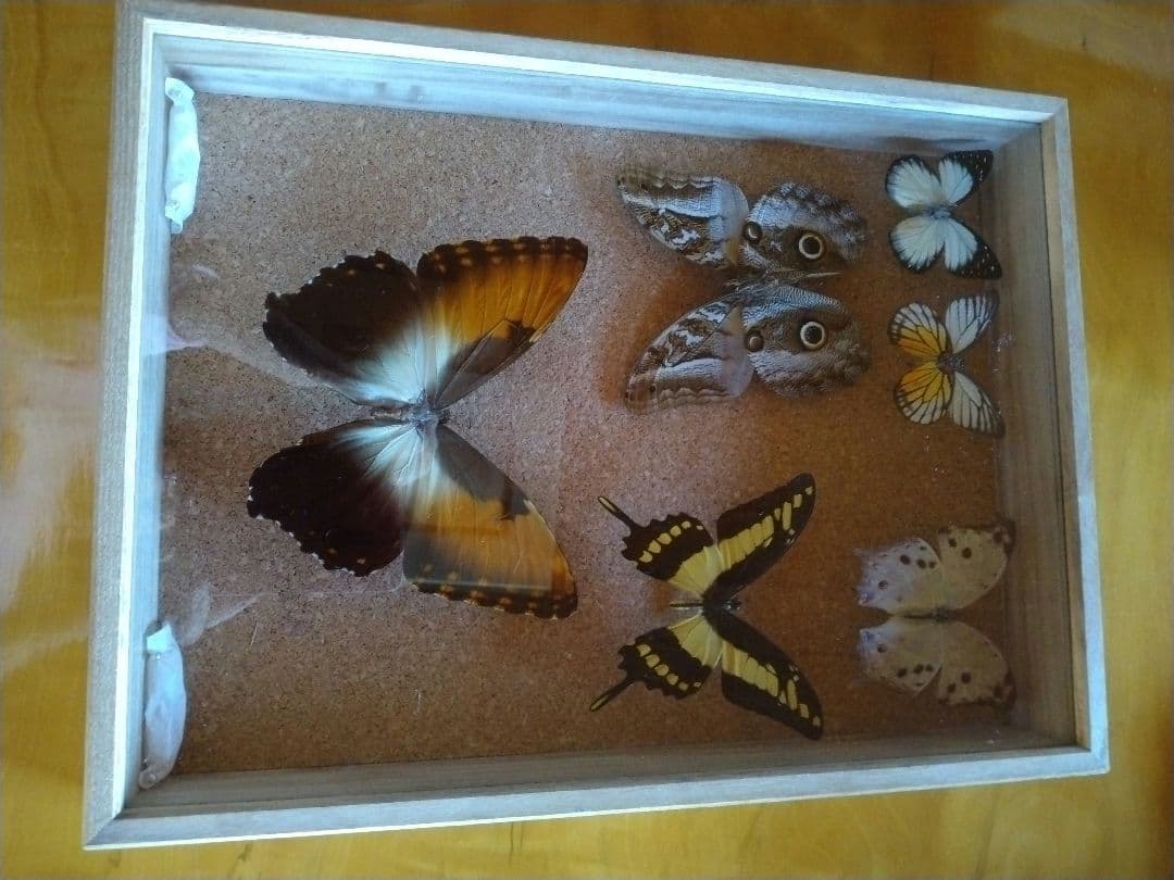 蝶標本 木製ケース付き