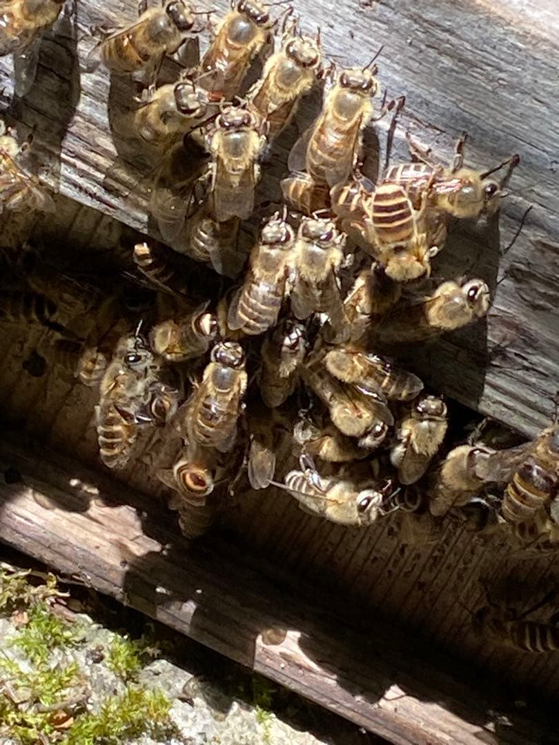 ハチミツ　日本蜜蜂の蜂蜜　奥山の奥のはちみつ　巣箱違い谷違いのハチミツ４種
