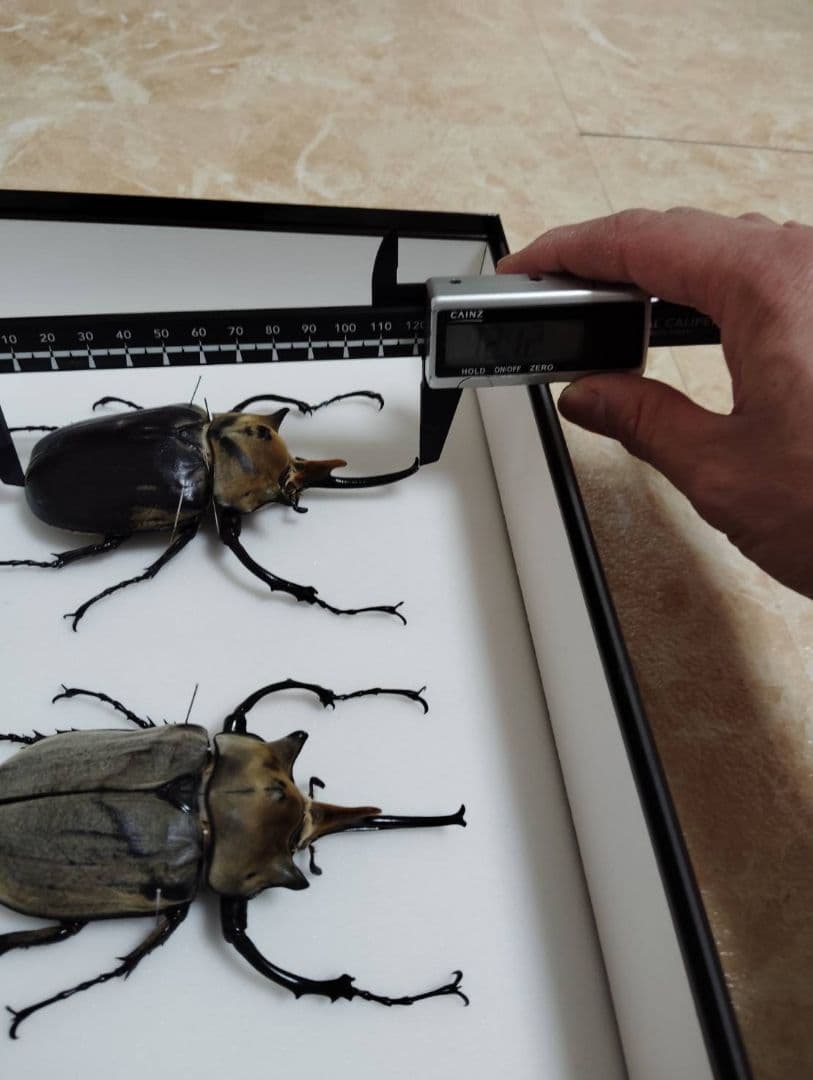 【エレファスゾウカブト】エレファス標本 昆虫　オス２匹セット