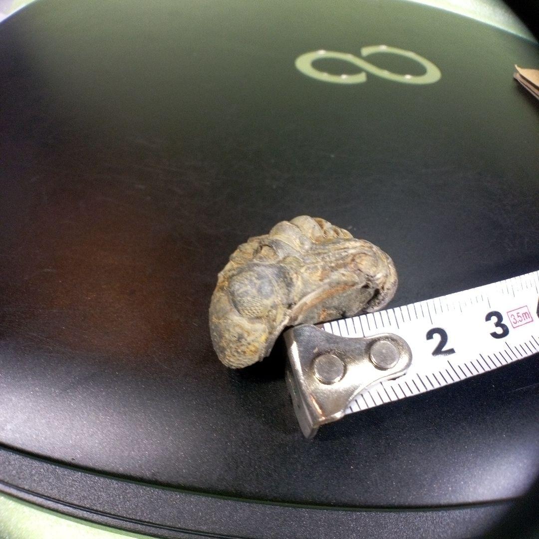 三葉虫　化石　fossil　ボリビア産　trilobite　ノジュール管理⑩