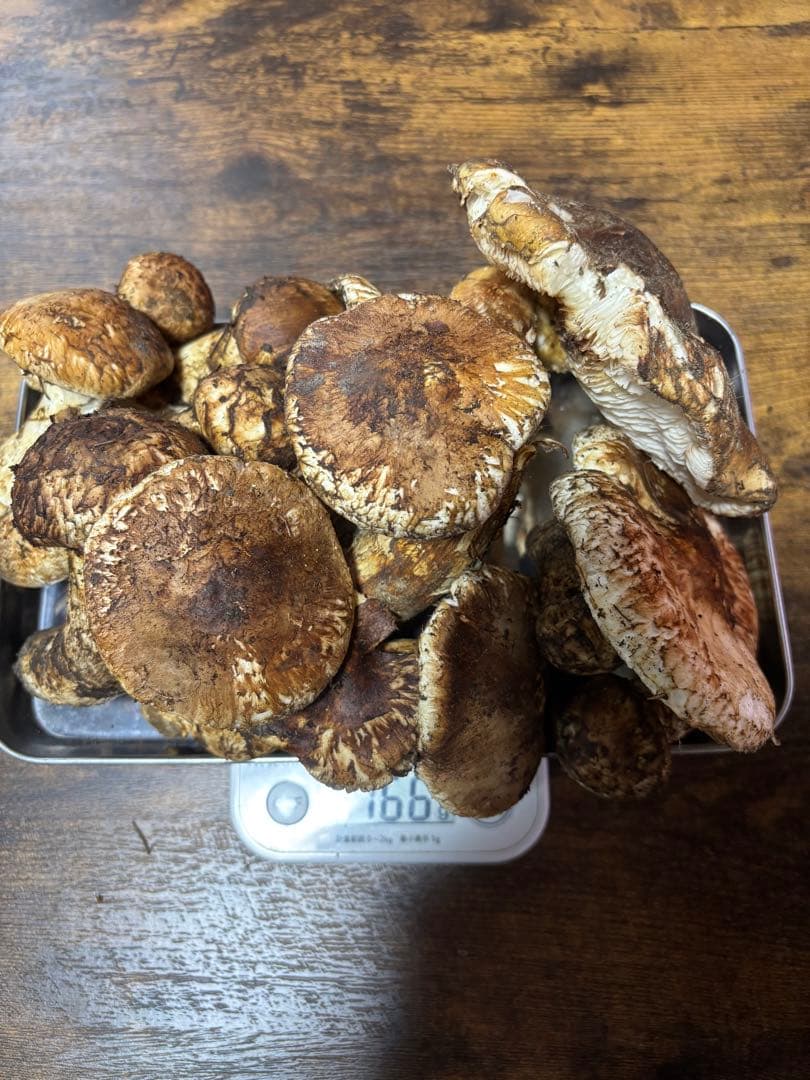 岩手県産マツタケ766g ツボミ、ヒラキ