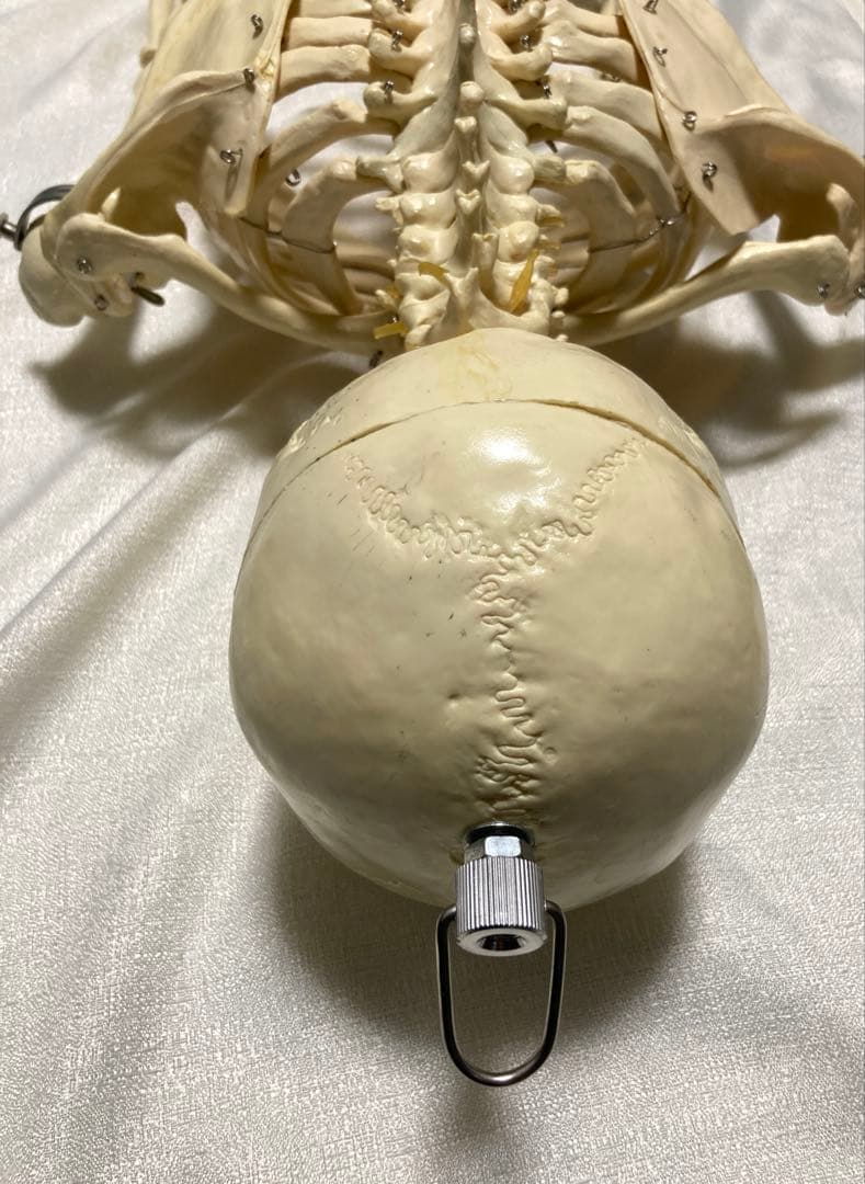 人体骨格模型 等身大