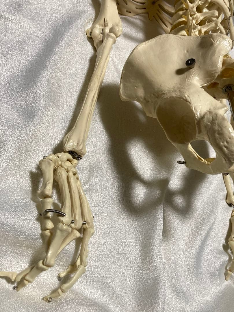 人体骨格模型 等身大