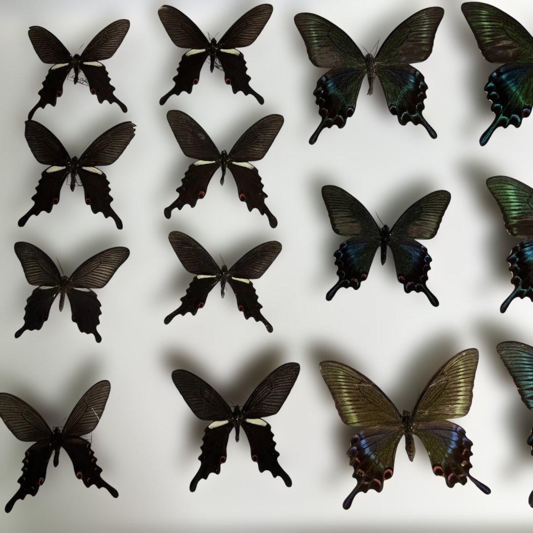 希少蝶標本ドイツガラス木箱現状品のみ41x50x6cm