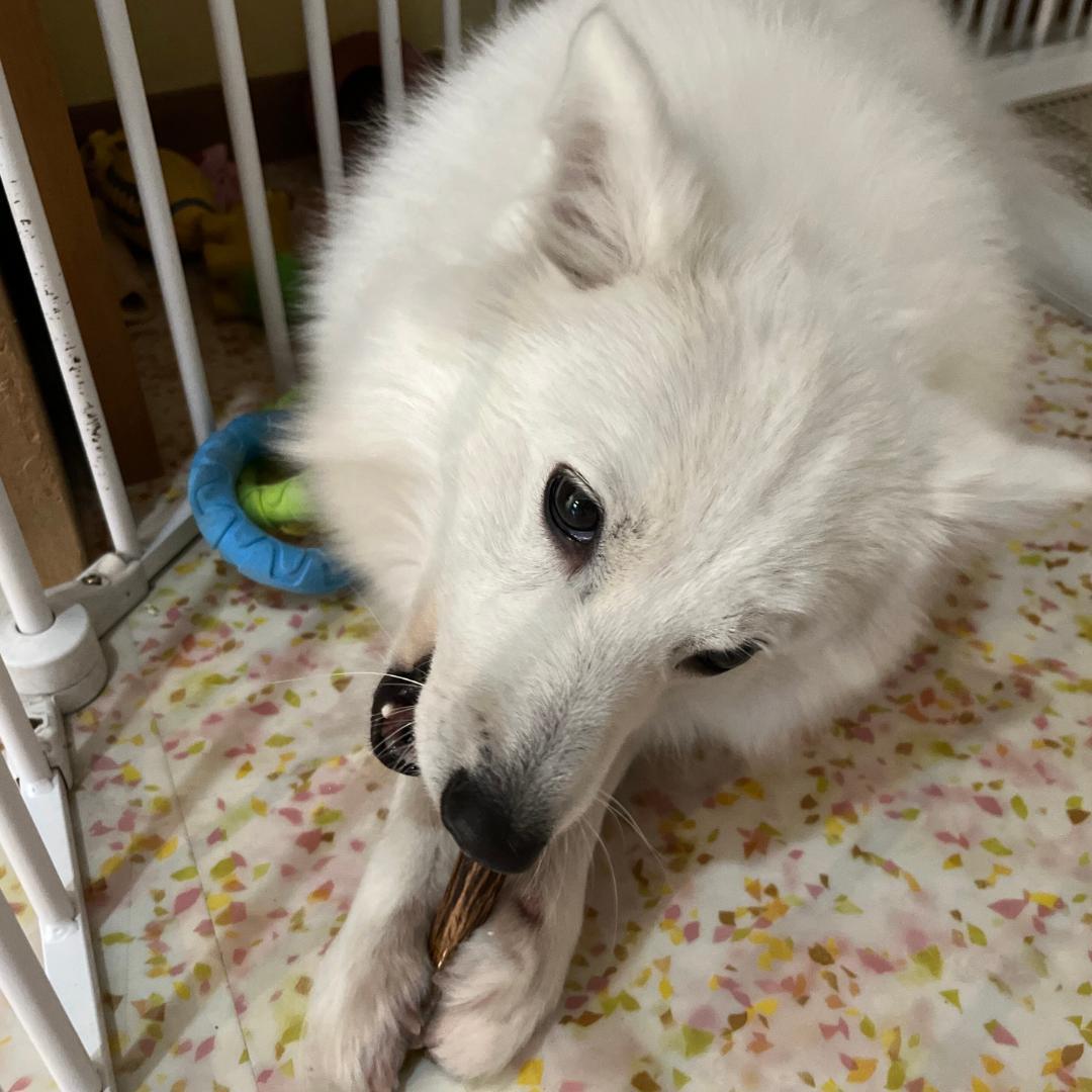 静岡下田の鹿の角14本　（愛犬のおもちゃ/ハンドクラフト素材）