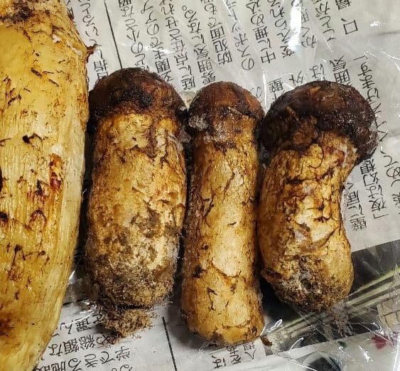 【令和7年度産 先週採れたて 岩手県山田町産 高級松茸】冷凍時280g 送料込★