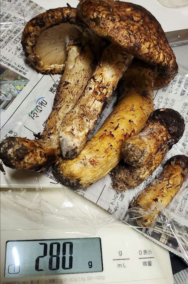 【令和7年度産 先週採れたて 岩手県山田町産 高級松茸】冷凍時280g 送料込★