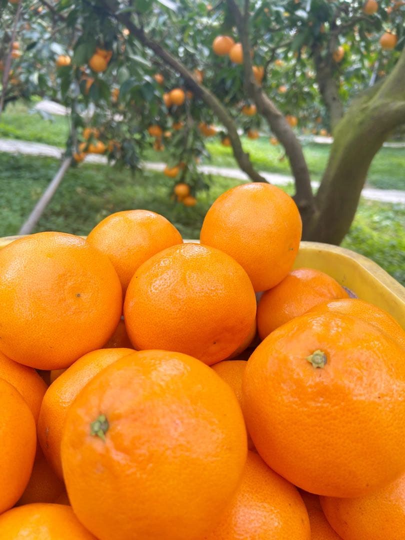 せとか 12玉×2箱セット