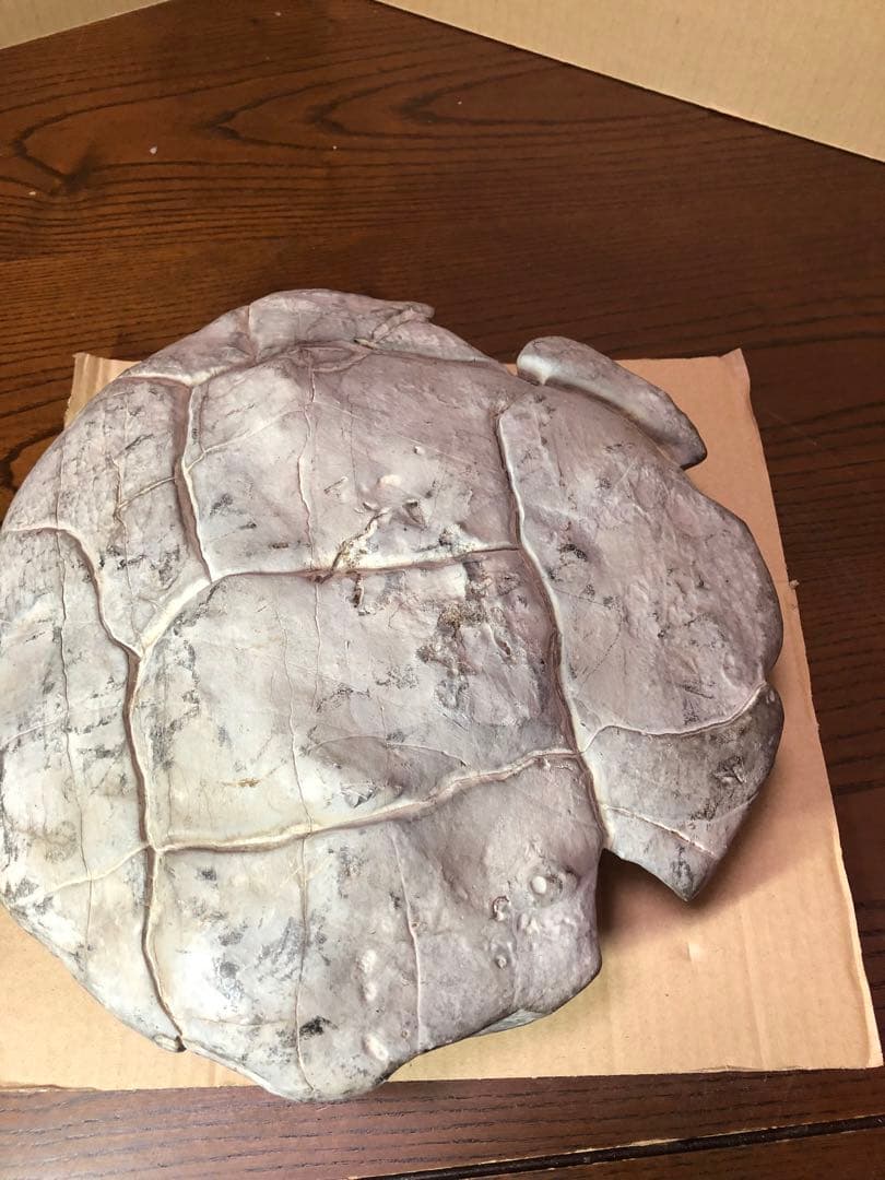 アンモナイト　化石